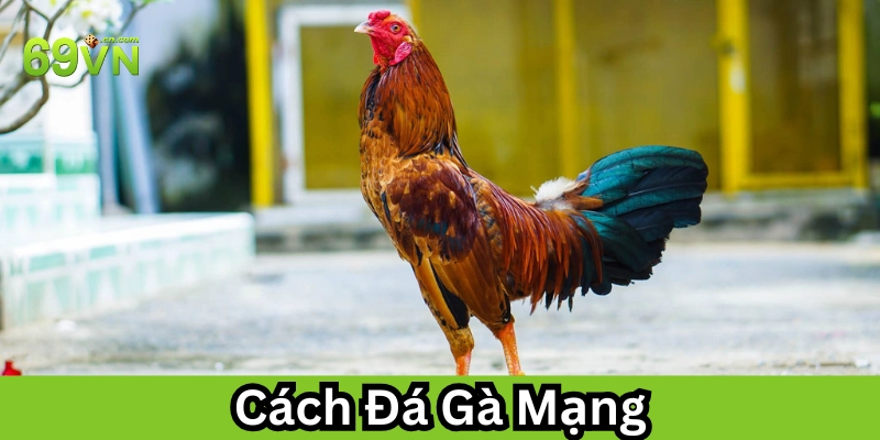 Cách Đá Gà Mạng là gì? 