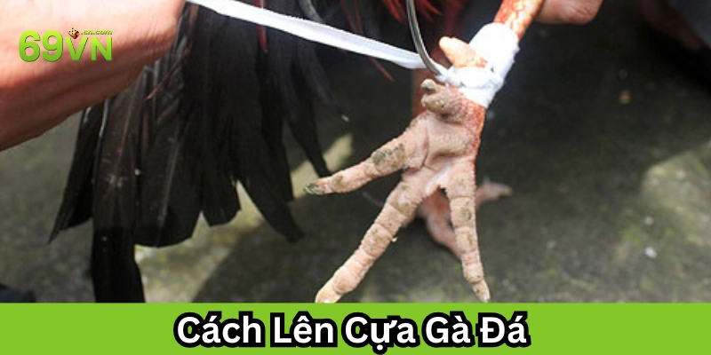 Cách Lên Cựa Gà Đá là gì? 