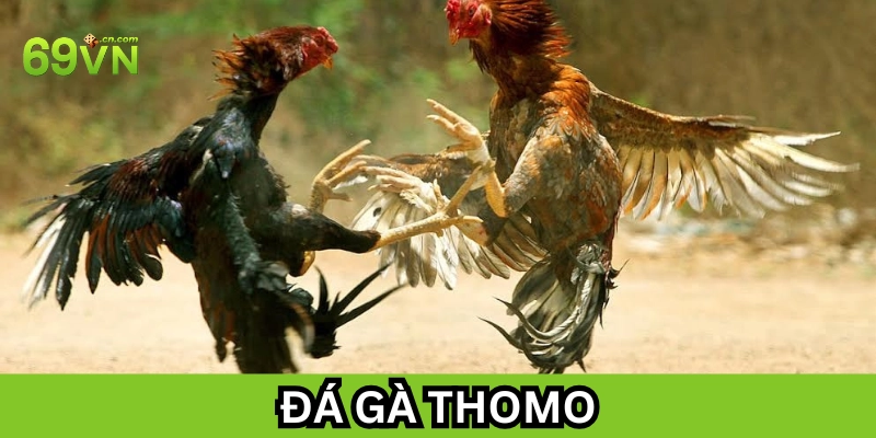 Đá Gà Thomo là gì? 
