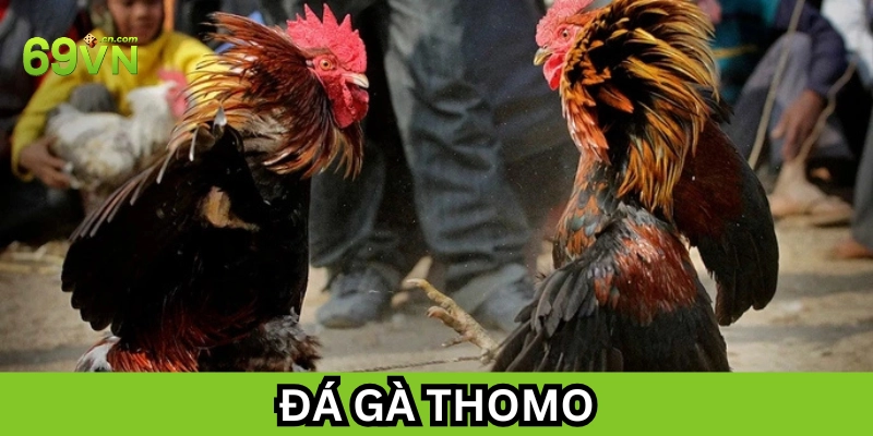 Đá Gà Thomo tại sao lại nổi tiếng 