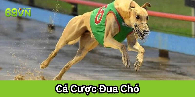 Luật chơi và cách cược