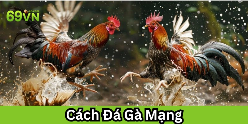 Lưu ý trong Cách Đá Gà Mạng