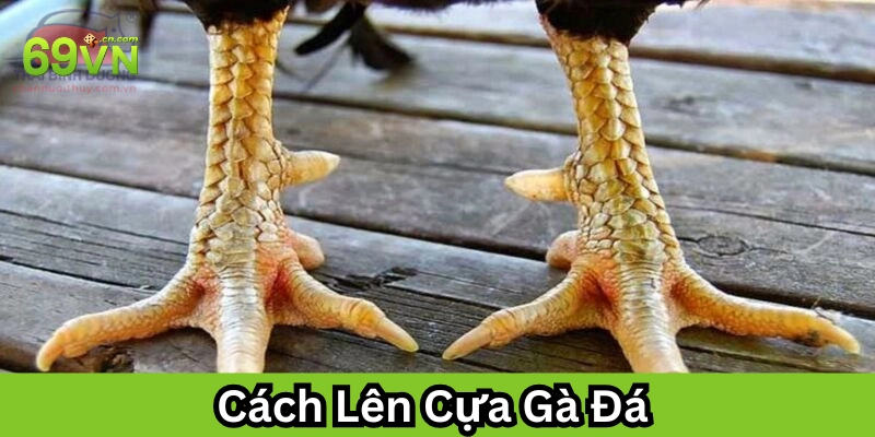 Lưu ý trong Cách Lên Cựa Gà Đá