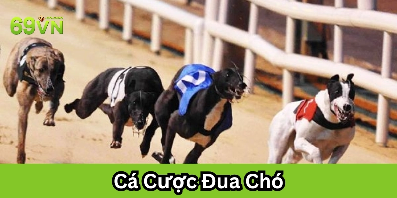 Tìm hiểu cá cược đua chó: Môn chơi mới lạ dành cho dân cược