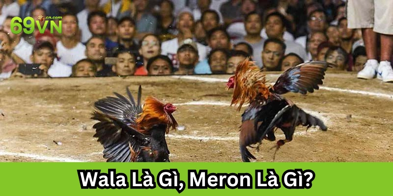Wala Là Gì, Meron Là Gì? Thuật Ngữ Đá Gà Then Chốt Tại 69VN