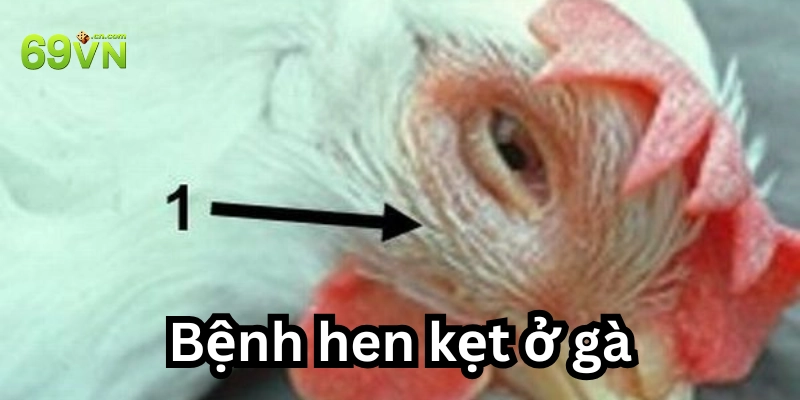 Bệnh hen kẹt ở gà là gì?