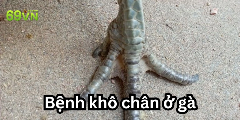 Cách điều trị bệnh khô chân ở gà