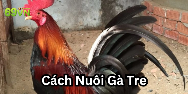 Cách Nuôi Gà Tre hiệu quả: 3 Bí quyết thực chiến tại nhà