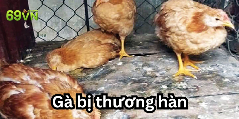 Thế nào là gà bị thương hàn?