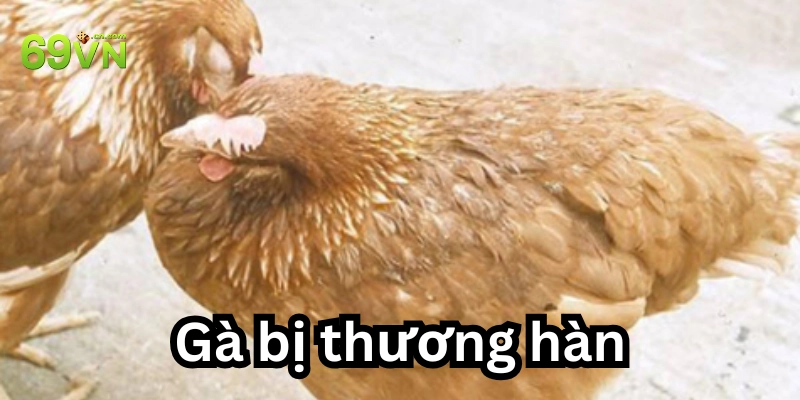 Triệu chứng từ gà con đến gà trưởng thành